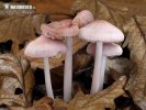 Mycena rosea