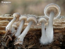 Mycena tintinnabulum