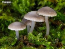 Mycena tintinnabulum