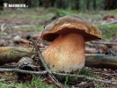 Neoboletus erythropus