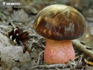 Neoboletus erythropus