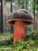 Neoboletus erythropus