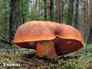 Neoboletus erythropus