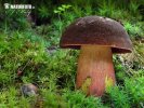 Neoboletus erythropus