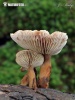 Neolentinus adhaerens