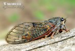 New Forest Cicada