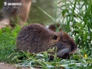 Nutria, Coypu