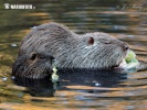 Nutria, Coypu