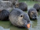 Nutria, Coypu