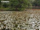 Nymphaea alba