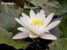 Nymphaea alba