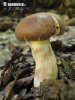 Oak Bolete