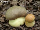 Oak Bolete