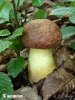 Oak Bolete