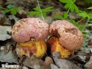 Oldrose Bolete