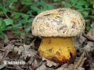 Oldrose Bolete