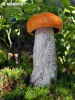 Orange Birch Bolete