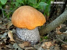 Orange Birch Bolete