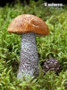 Orange Birch Bolete