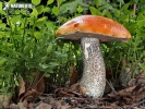 Orange Birch Bolete