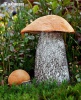 Orange Birch Bolete