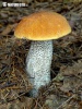 Orange Birch Bolete