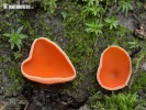 Orange Peel Fungus