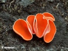 Orange Peel Fungus