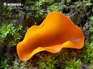 Orange Peel Fungus