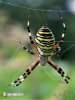 Orb-weaving Spider