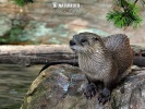 Otter