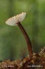 Oudemansiella melanotricha