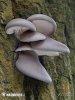 Oyster Mushroom