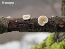 Oysterling - Crepidotus cesatii var. cesatii