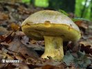 Pale Bolete