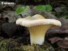 Pale Chanterelle