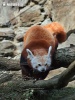 Panda merah