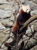 Panda vermell