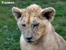 Panthera leo