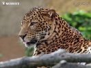 Panthera pardus melas