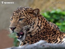 Panthera pardus melas