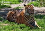 Panthera tigris sumatrae