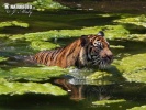 Panthera tigris sumatrae