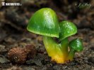 Parrot Waxcap