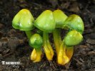 Parrot Waxcap