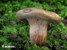 Paxillus involutus