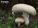 Agaricus - Stainers