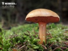 Peppery Bolete