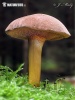 Peppery Bolete