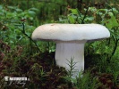 Peppery Milkcap